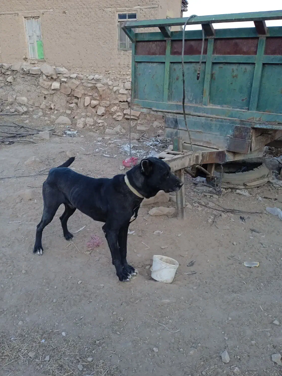 نگهبانی و گله|سگ|بجنورد, |دیوار