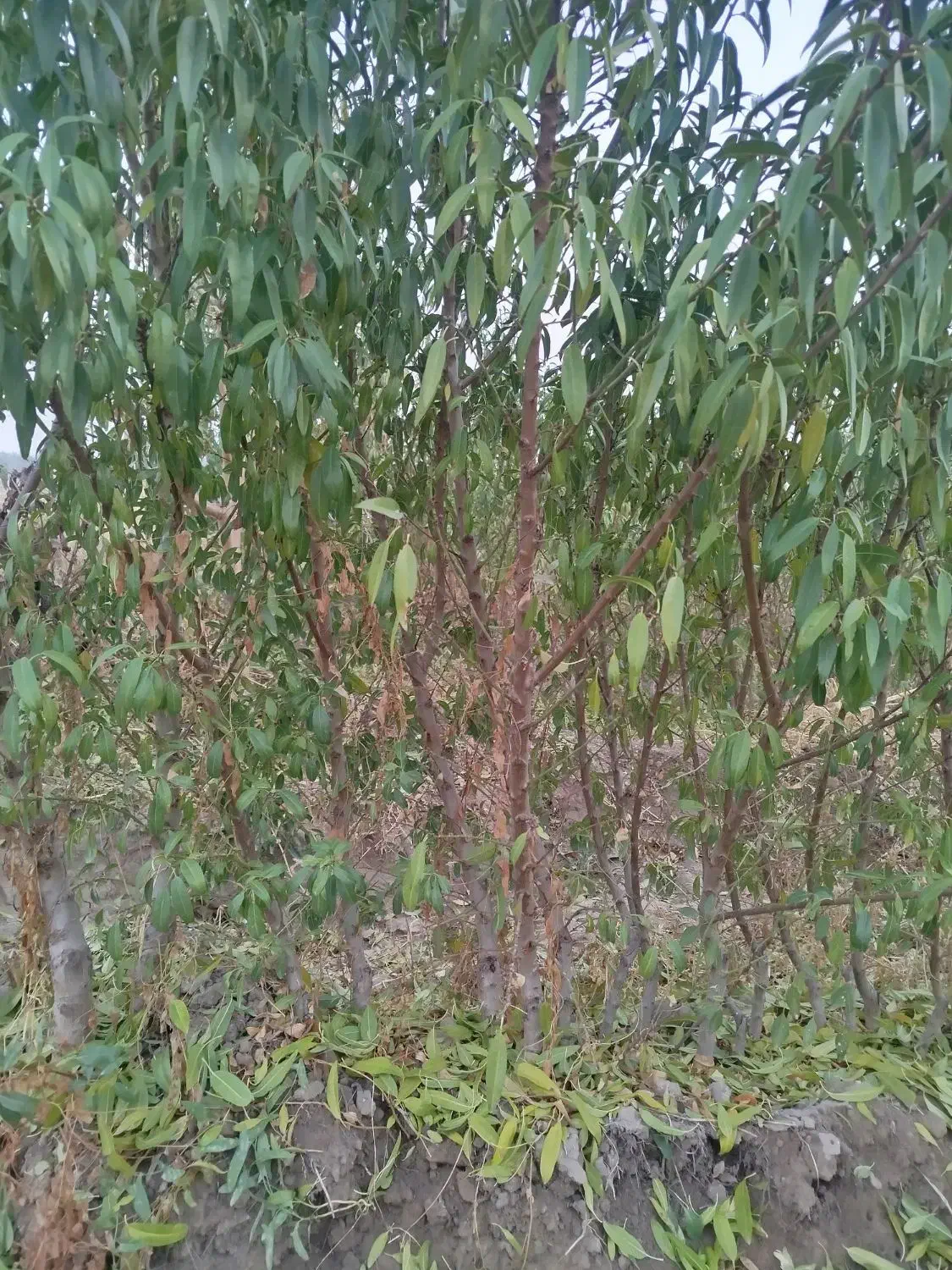 نهال بادام پیوندی|خدمات باغبانی و درختکاری|ملکان, |دیوار