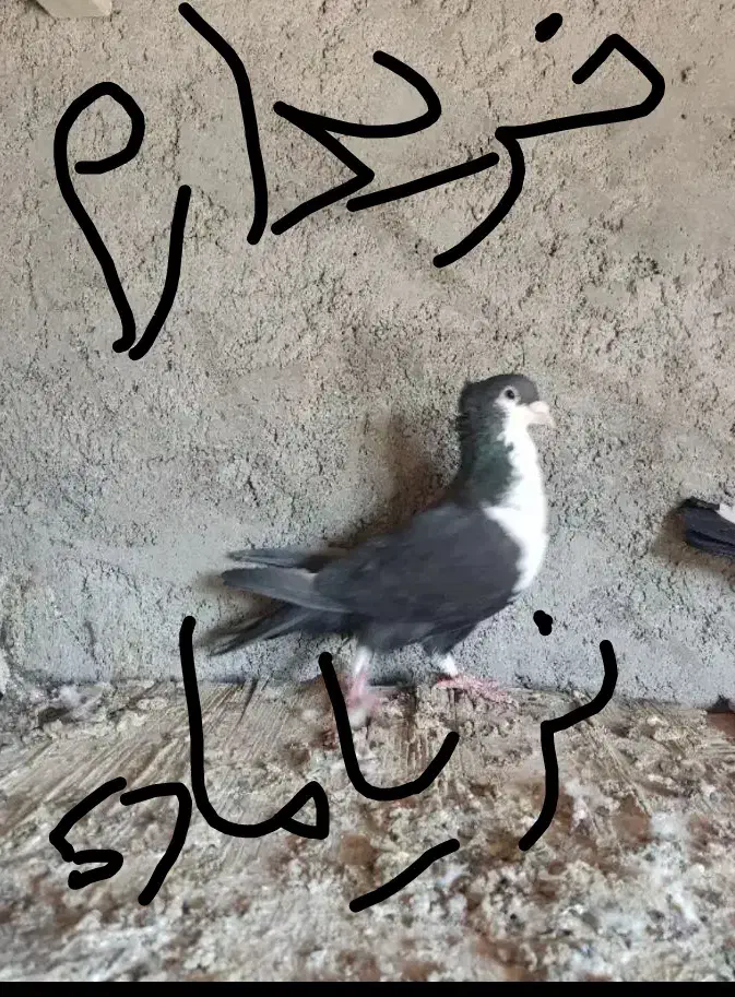 ماده ریش سیاه م خ ا م لوتان|پرنده|چابهار, |دیوار