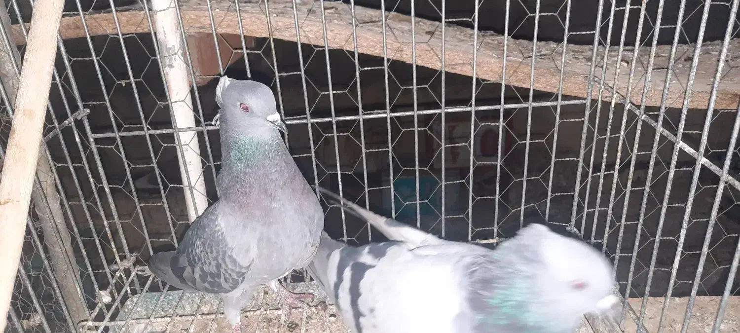 نروماده|پرنده|اردکان, |دیوار