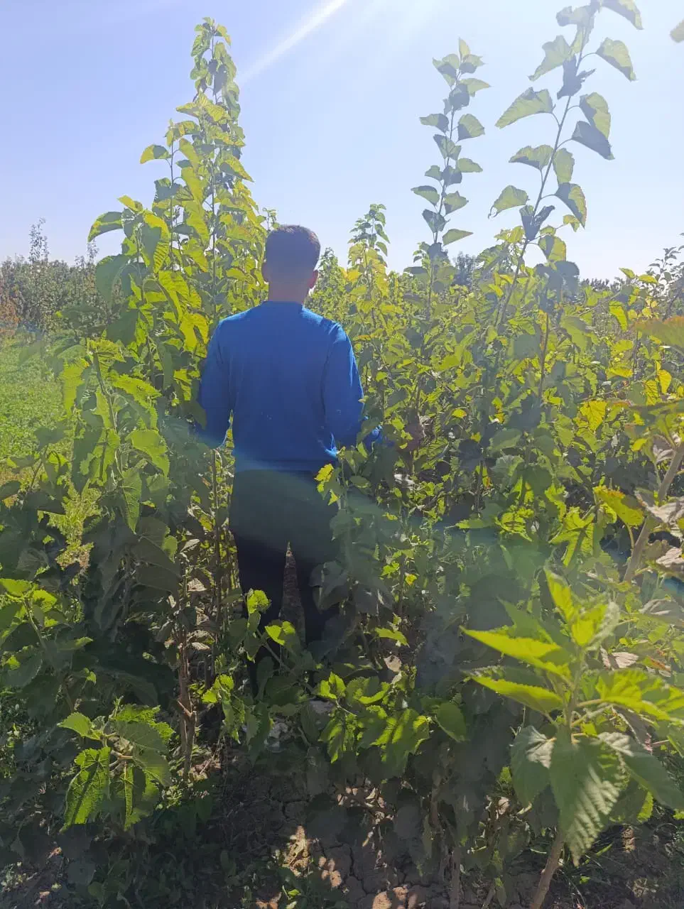 نهــال مقاوم به بی آبی،پیـوندی وغیــر پیــوندی|خدمات باغبانی و درختکاری|تاکستان, |دیوار