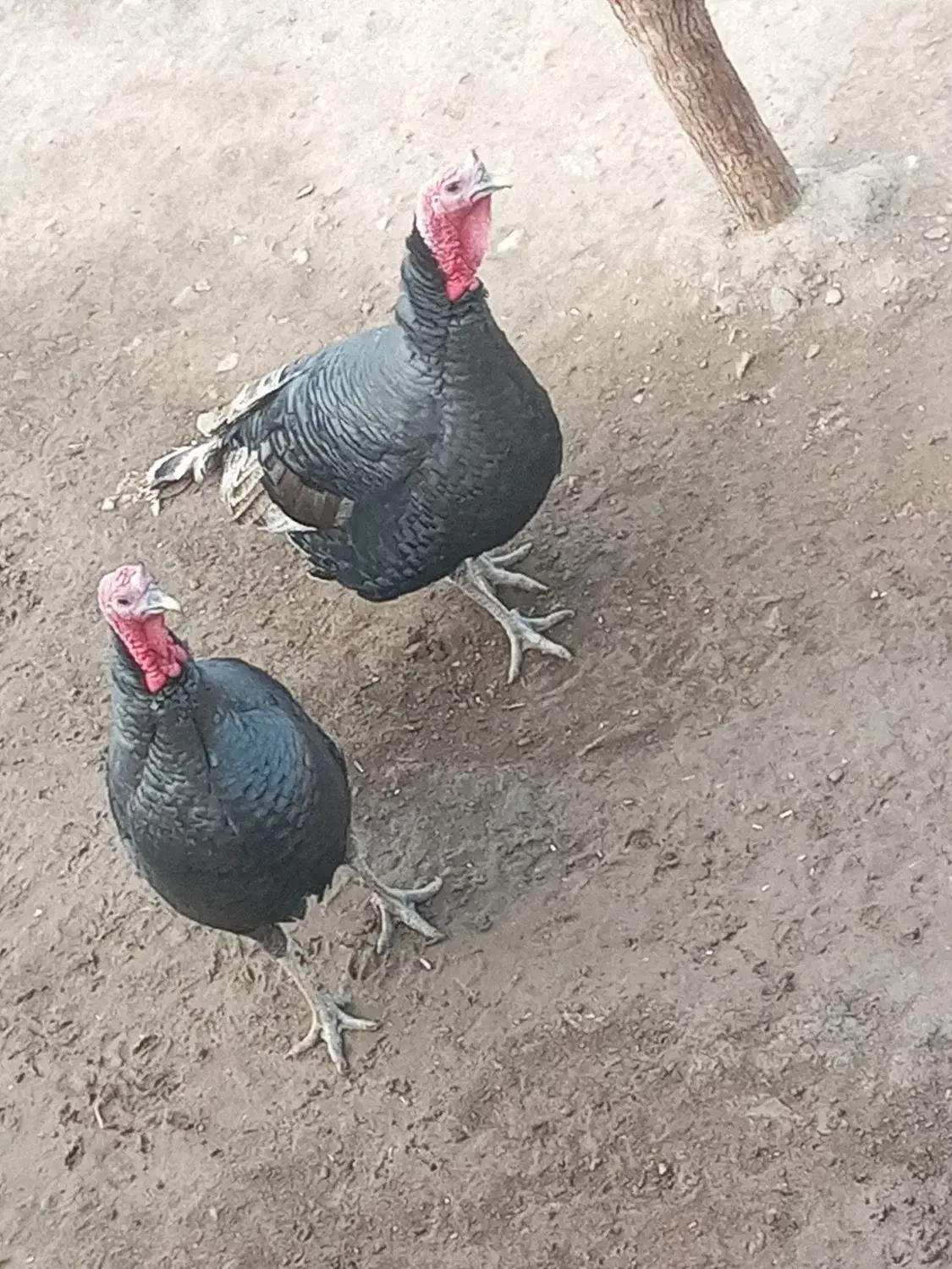 بوقلمون نر وماده گوشتی محلی|حیوانات مزرعه|دیواندره, |دیوار