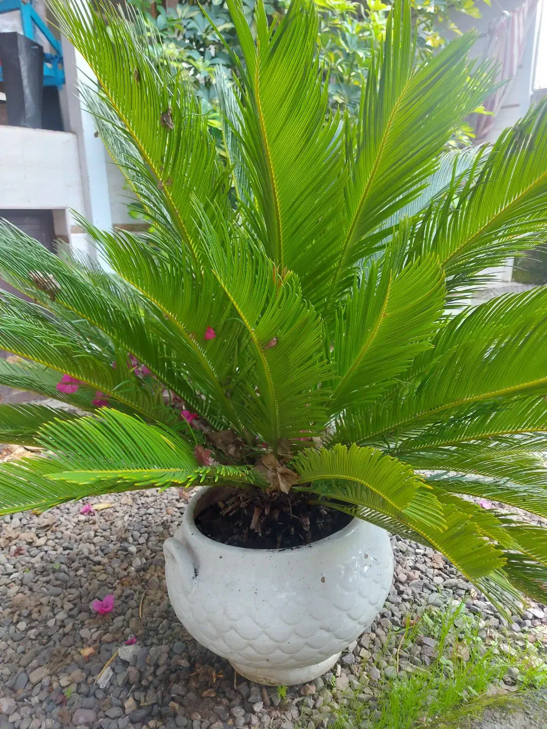 گل سیکاس و شفلرا|گل و گیاه طبیعی|خمام, |دیوار