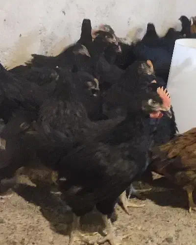 تاقچه گلپایگان 105روزه مرغ خروس سیاه  جوجه جهادی|حیوانات مزرعه|مشهد, وکیل‌آباد|دیوار