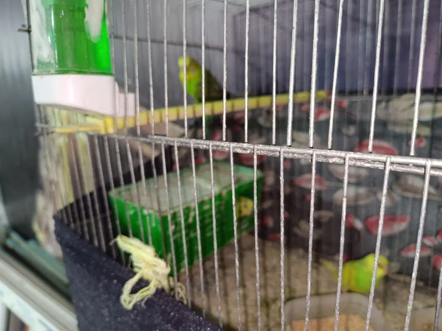 مرغ عشق با یه جوجه و چهارتا تخم|پرنده|اردبیل, |دیوار