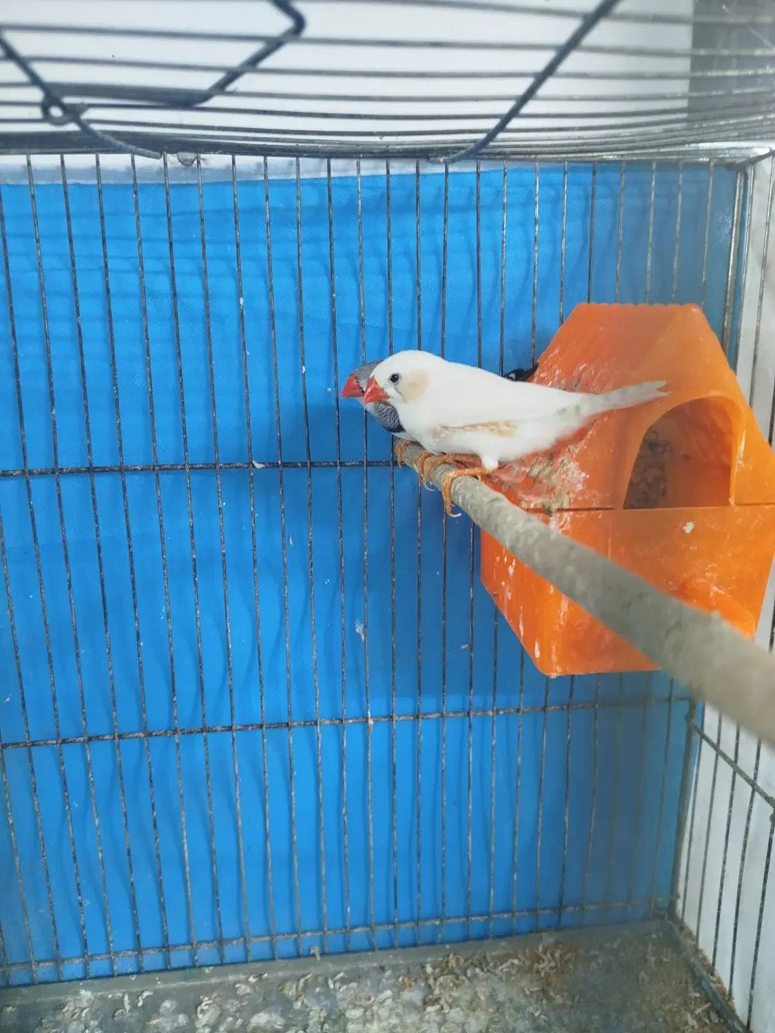 سه عدد فنچ|پرنده|مشهد, کارمندان دوم|دیوار