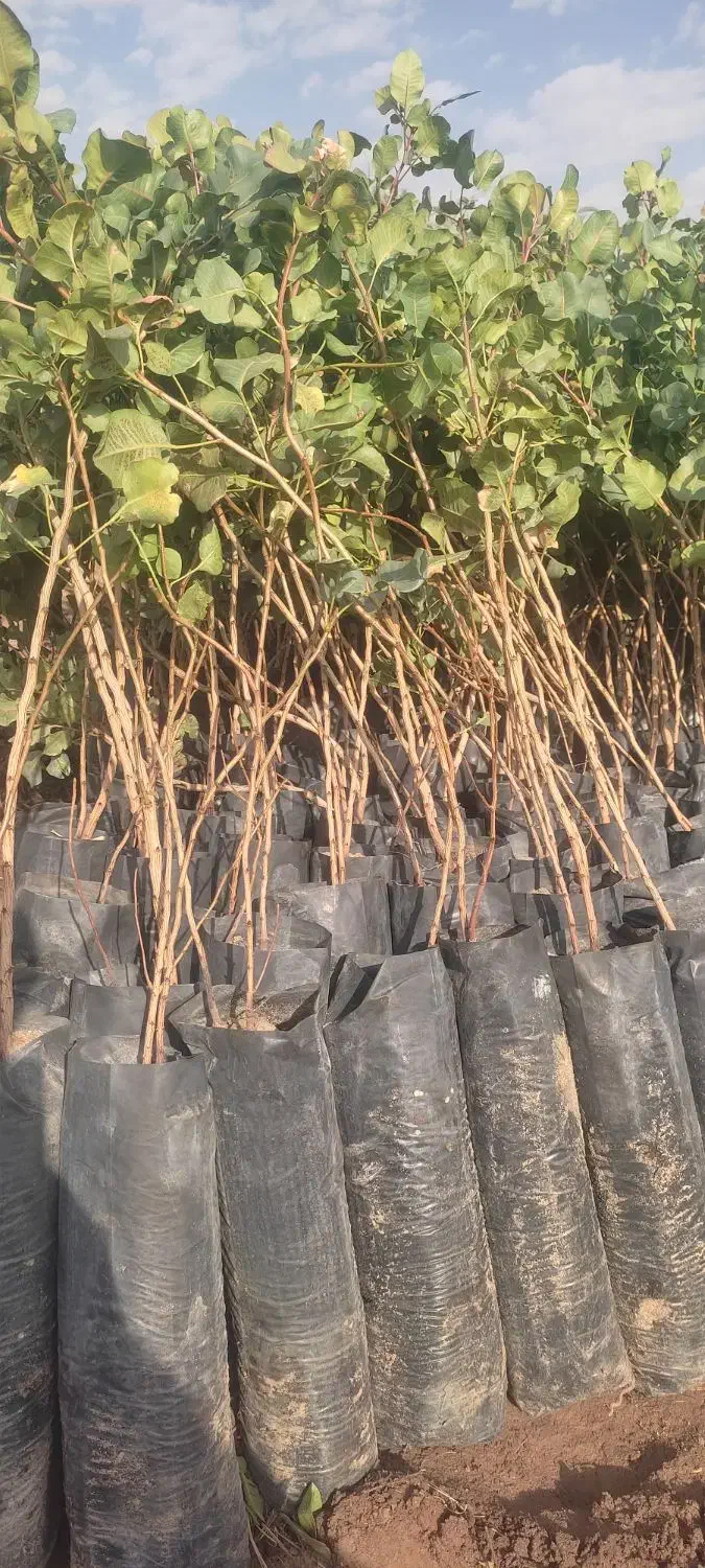 نهال پسته|خدمات باغبانی و درختکاری|قم, کلهری|دیوار