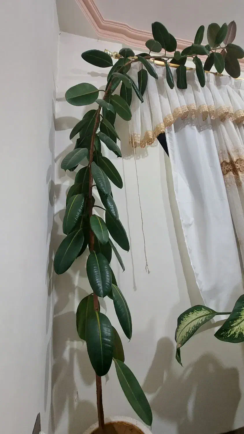 گل گوش فیلی|گل و گیاه طبیعی|سنندج, |دیوار