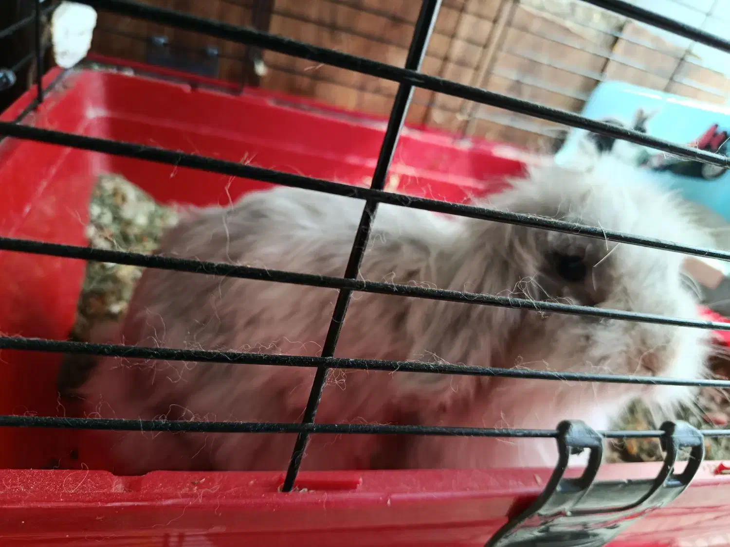 فروش خرگوش لوپ ماده با لوازم کامل|موش و خرگوش|تهران, دبستان|دیوار