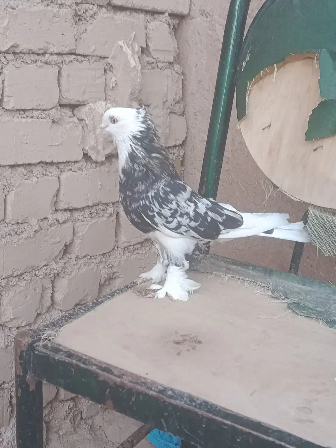 هما|پرنده|بزینه رود, |دیوار