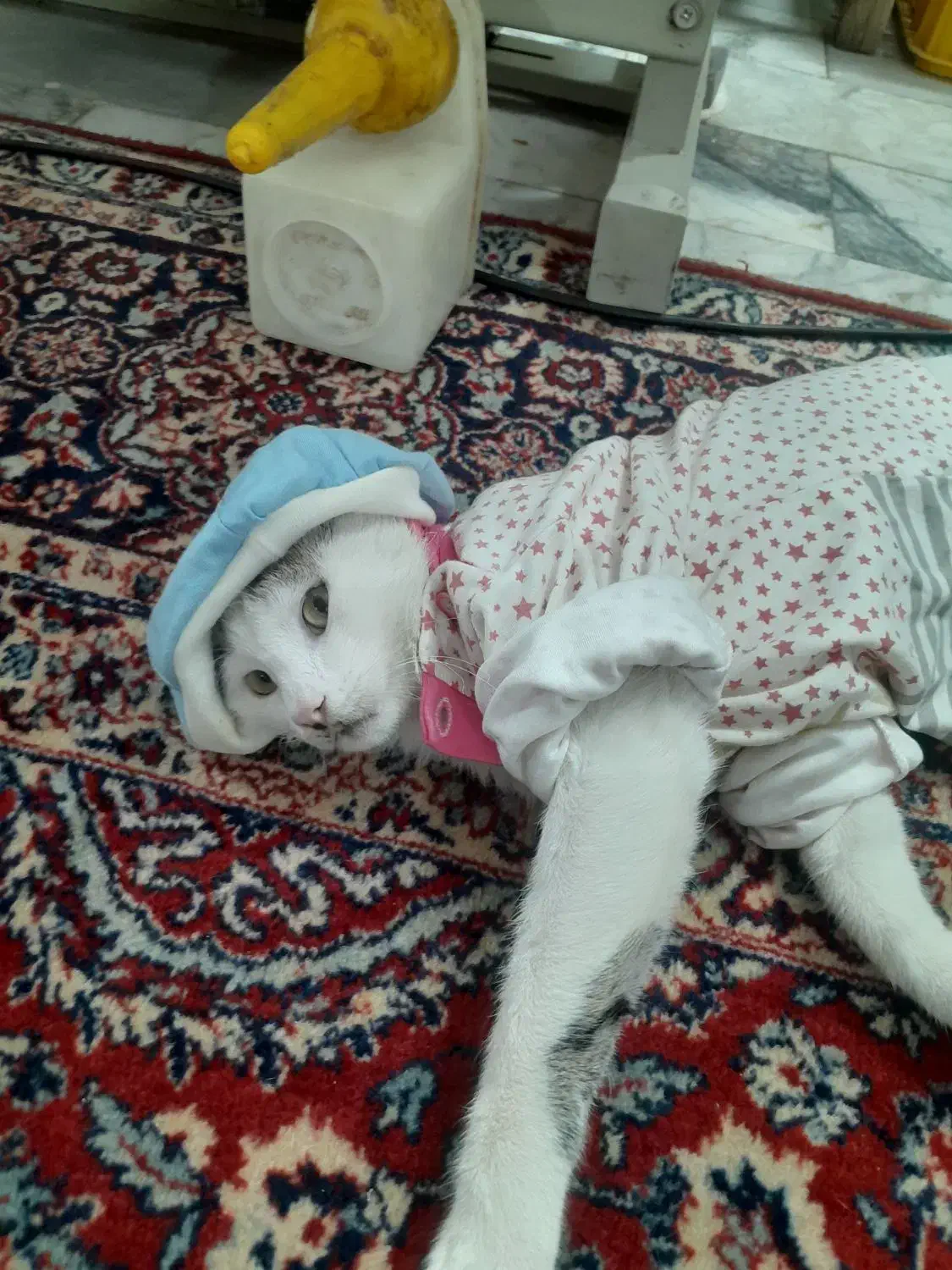 گربه|گربه|چهارباغ, |دیوار