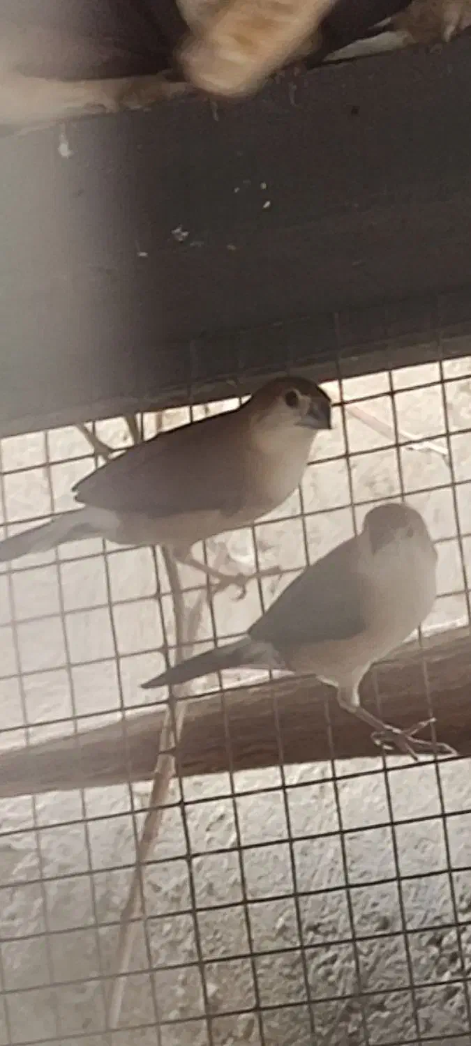 فنچ وحشی یا همون فنچ هندی برای فروش|پرنده|چابهار, |دیوار