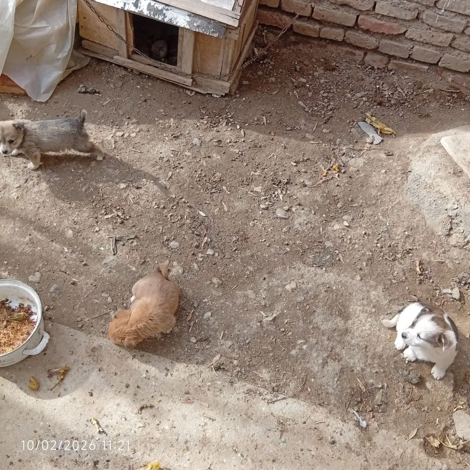 توله سگ پاکوتاه|سگ|نوشین شهر, |دیوار