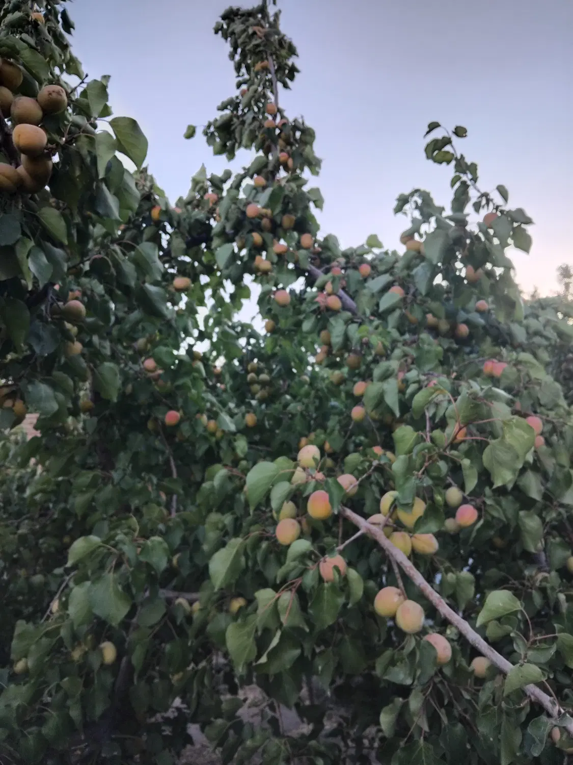 کاه|گل و گیاه طبیعی|بناب, |دیوار