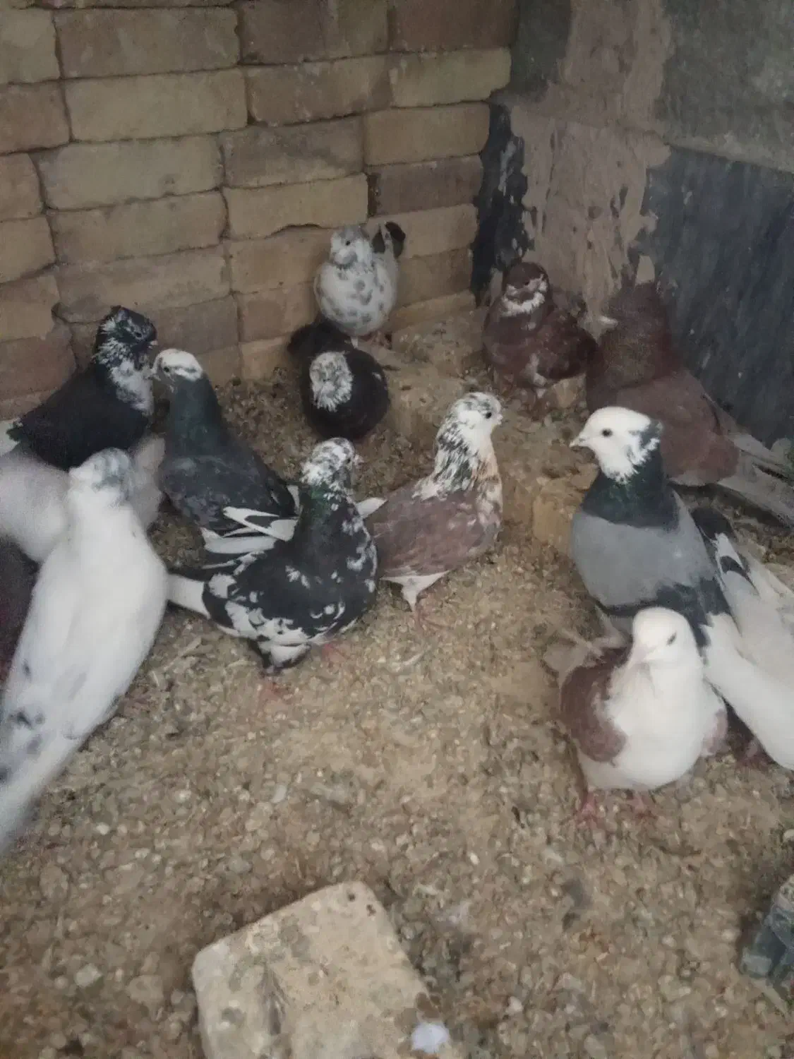 کبوتر پرشی ۱۶ عدد|پرنده|خنجین, |دیوار