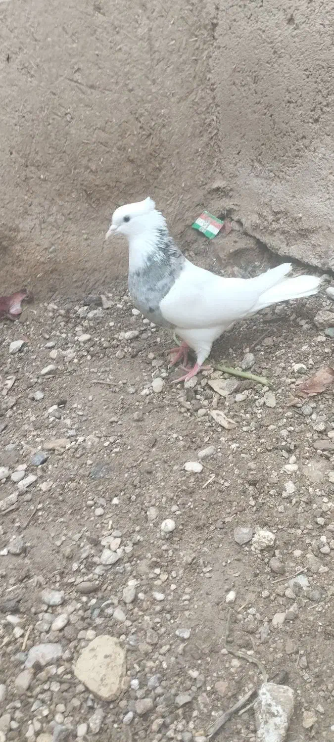 طوق الماسی ماده|پرنده|فسا, |دیوار