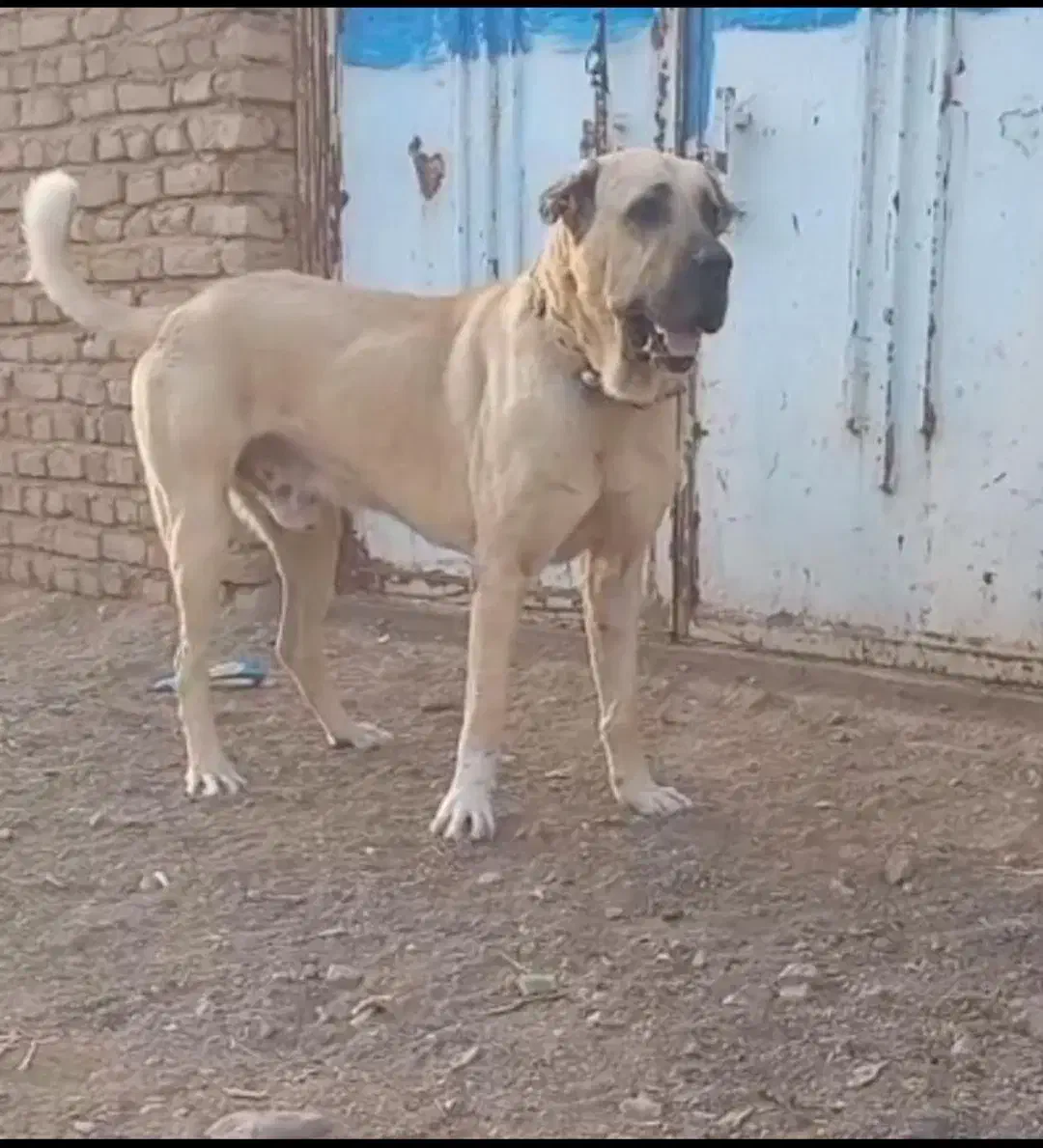 پژدر نر|سگ|سیرجان, |دیوار