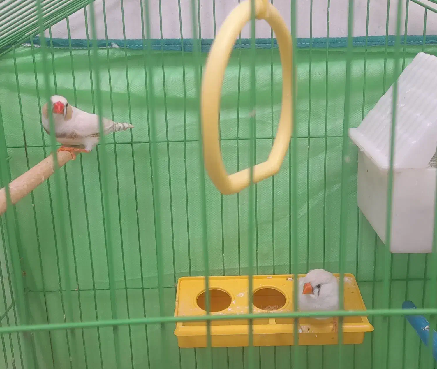 یک جفت فنچ سالم سرحال خوشگل|پرنده|قزوین, |دیوار