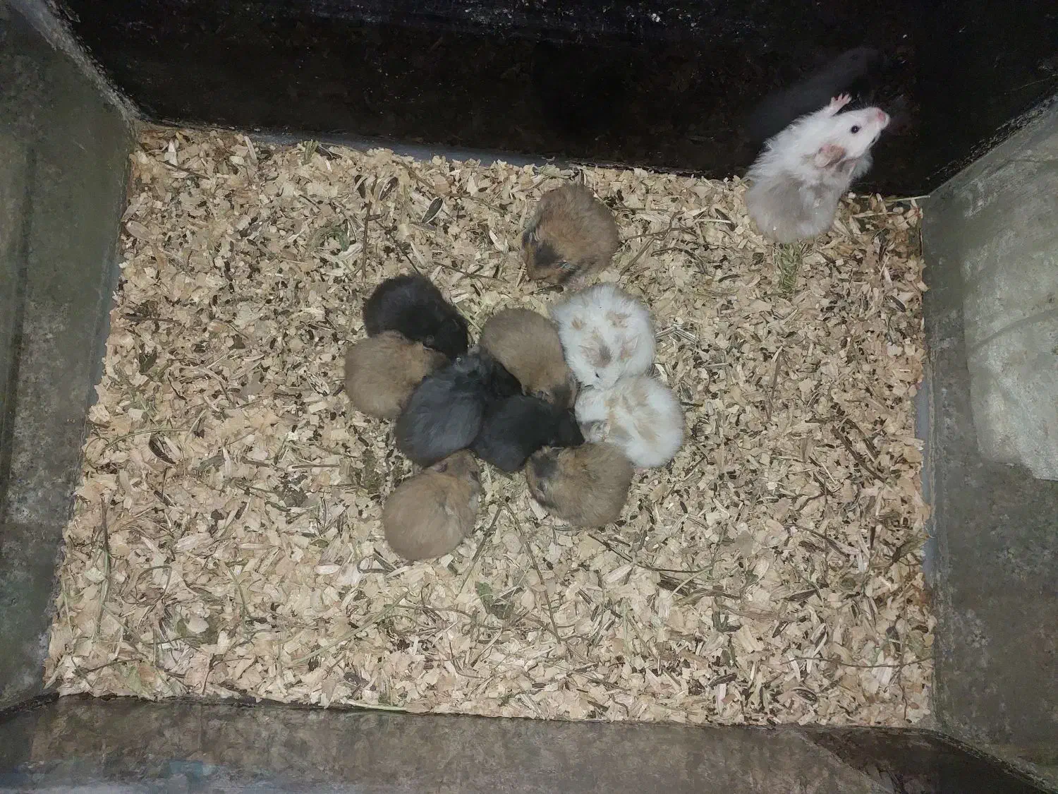 همستر کمپل و سوری|موش و خرگوش|اصفهان, احمدآباد|دیوار