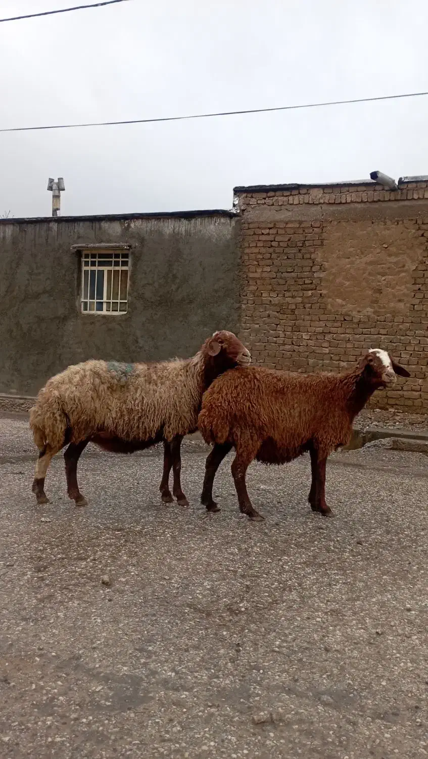 میش پستان کرده|حیوانات مزرعه|خرمآباد, |دیوار