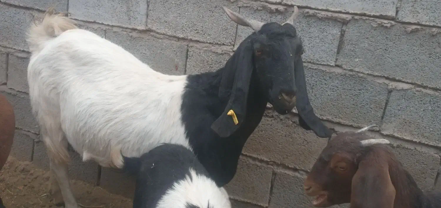فروش چهار راس بز دوقلو زا شیری مورسیا هیکل|حیوانات مزرعه|هنزا, |دیوار
