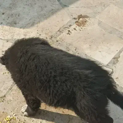 سگ گمشده|حیوانات|ورامین, ورامین|دیوار