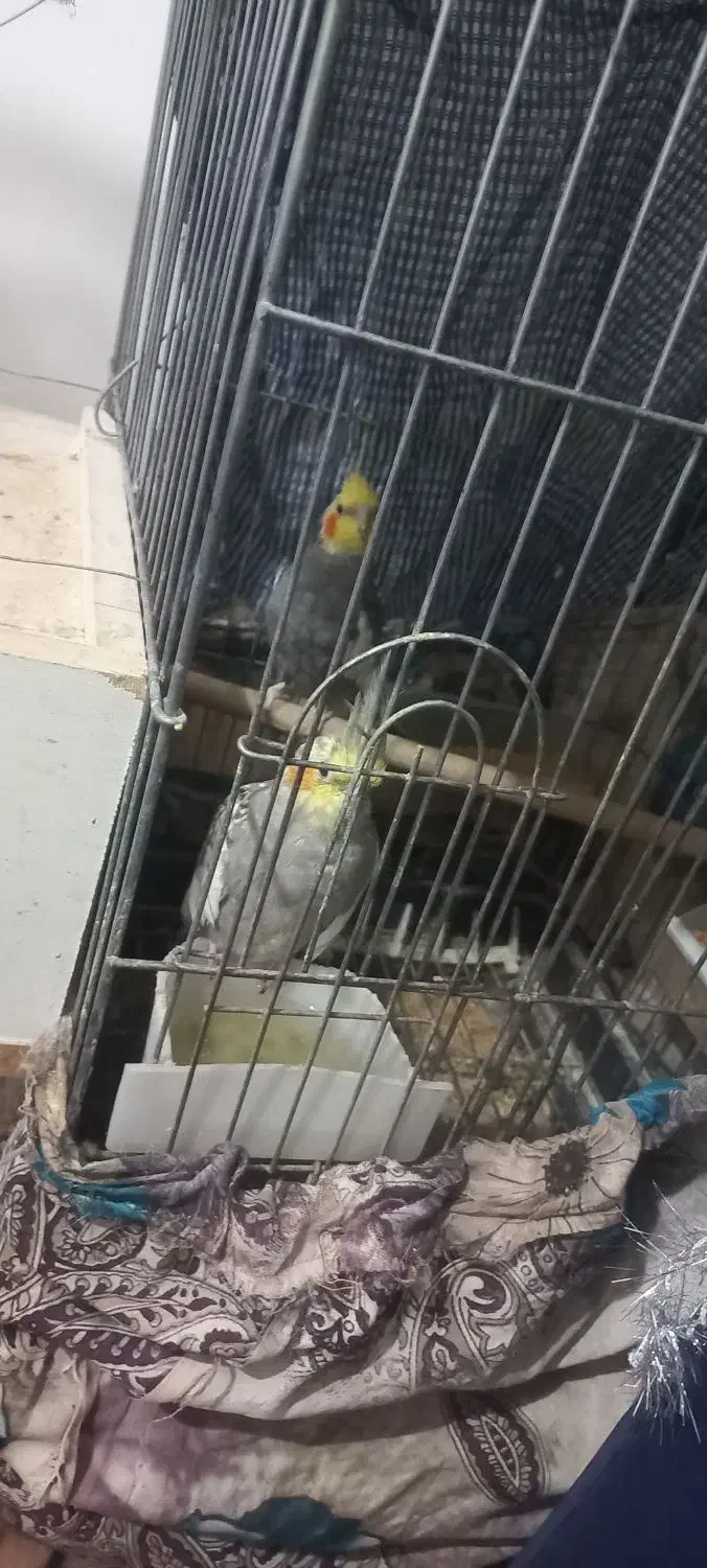 فروش|پرنده|جهرم, |دیوار