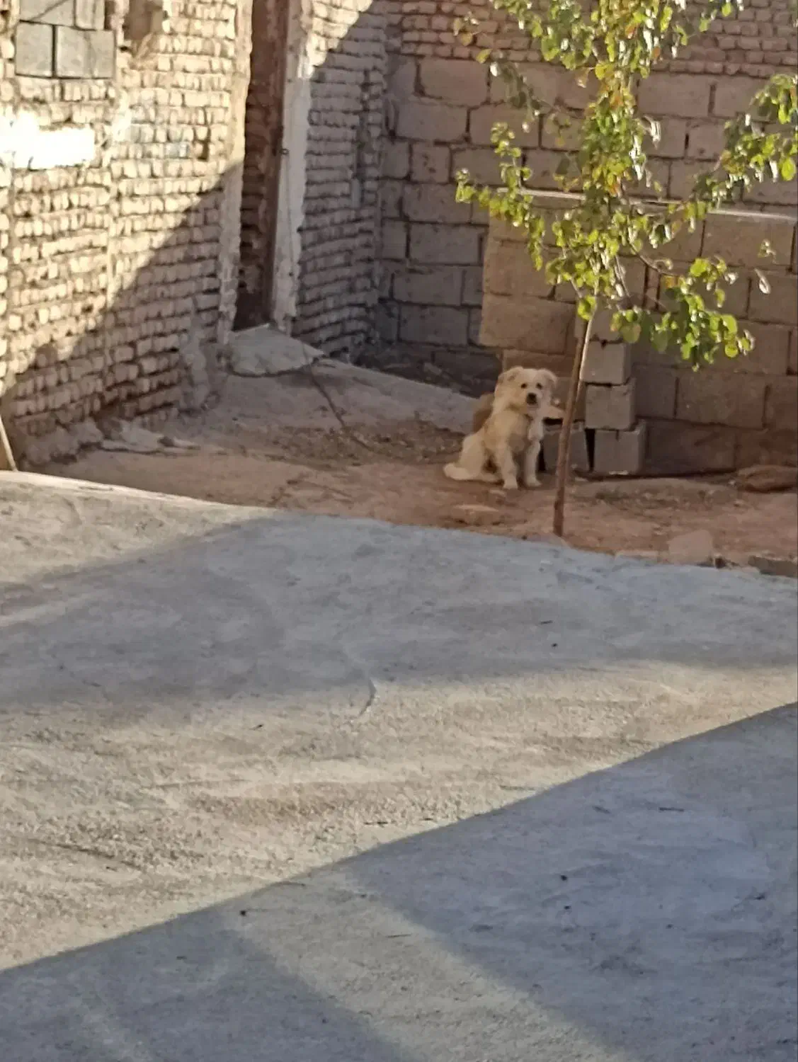 پاکوتا خانگی|سگ|کشاورز, |دیوار