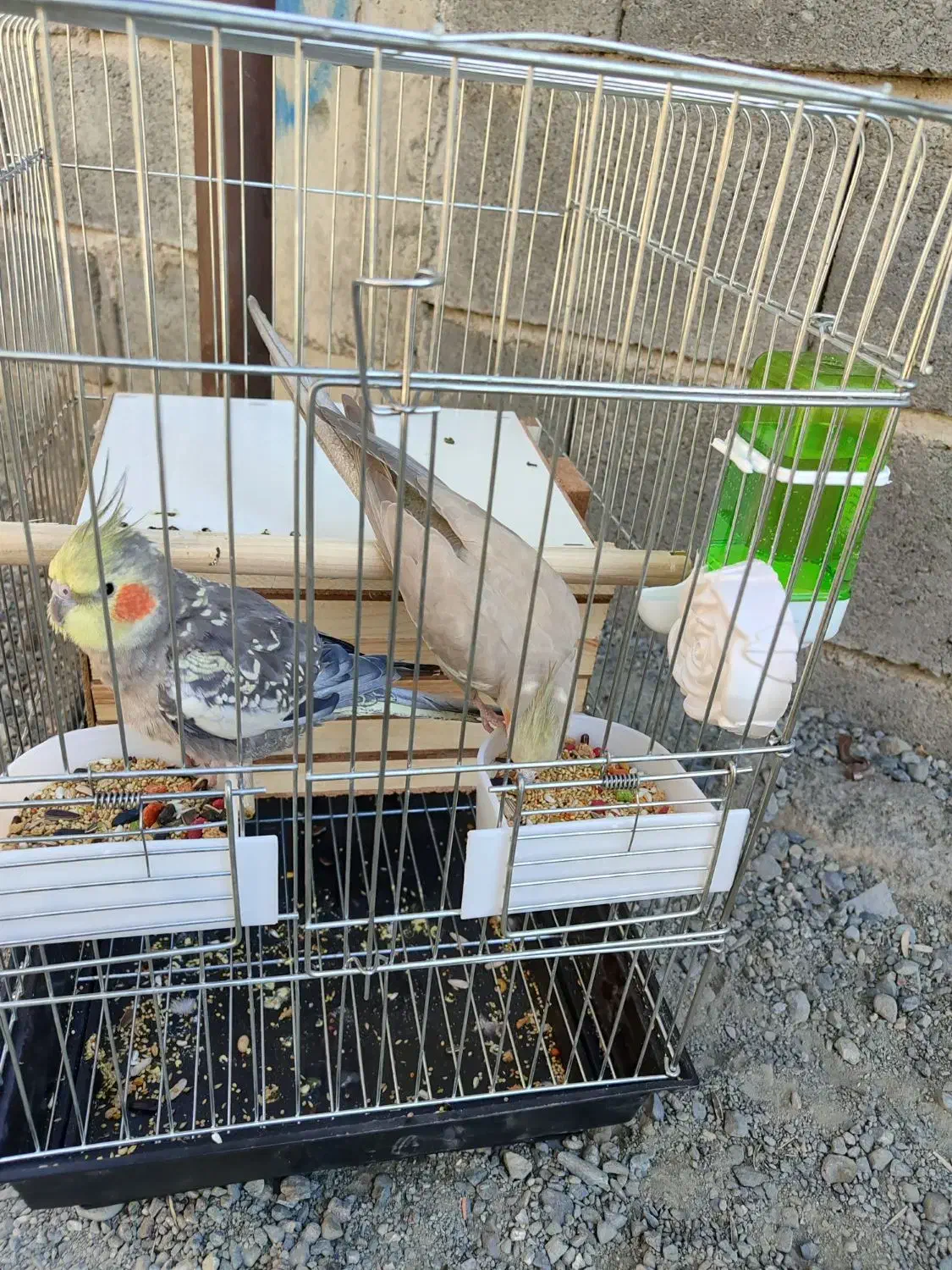 عروس هلندی رام نرو ماده|پرنده|کهنوج, |دیوار