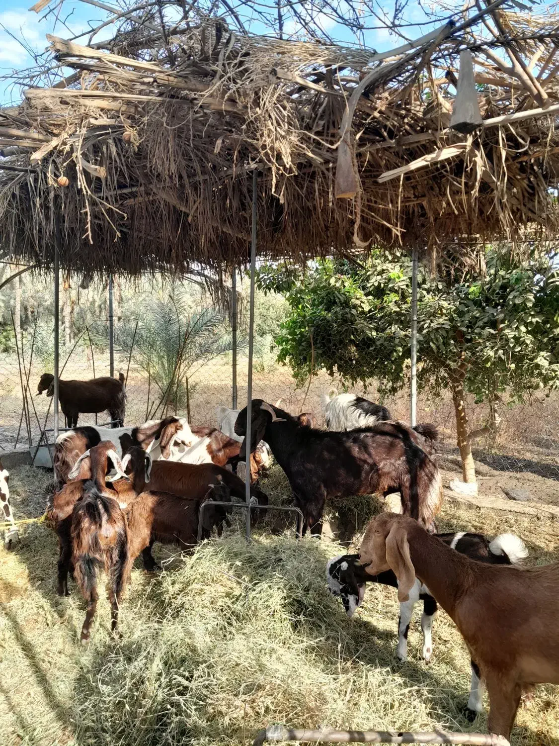 گوسفندپاکستانی|حیوانات مزرعه|جیرفت, |دیوار