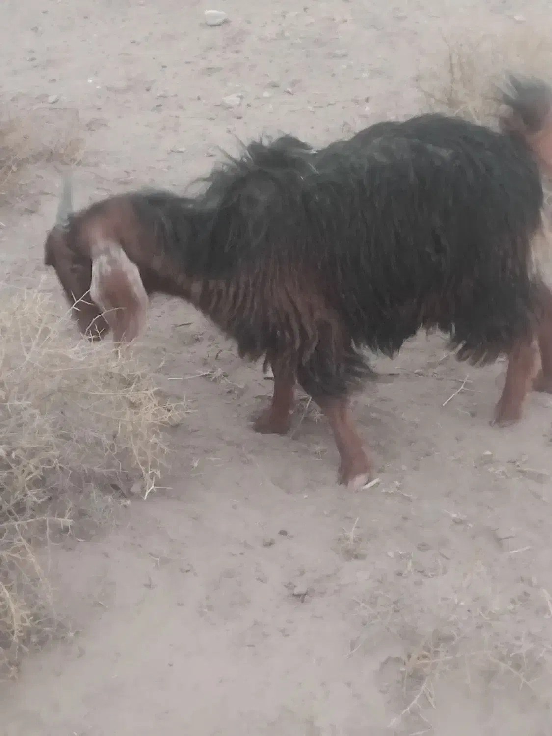 بزغاله چاق چهار نیم|حیوانات مزرعه|تایباد, |دیوار