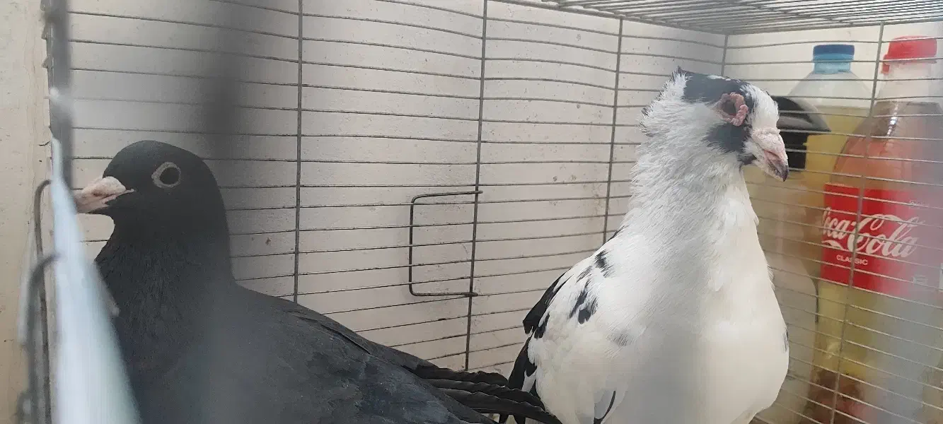 کبوتران خوب کفتر شناس باشی میفهمی|پرنده|بیرجند, |دیوار