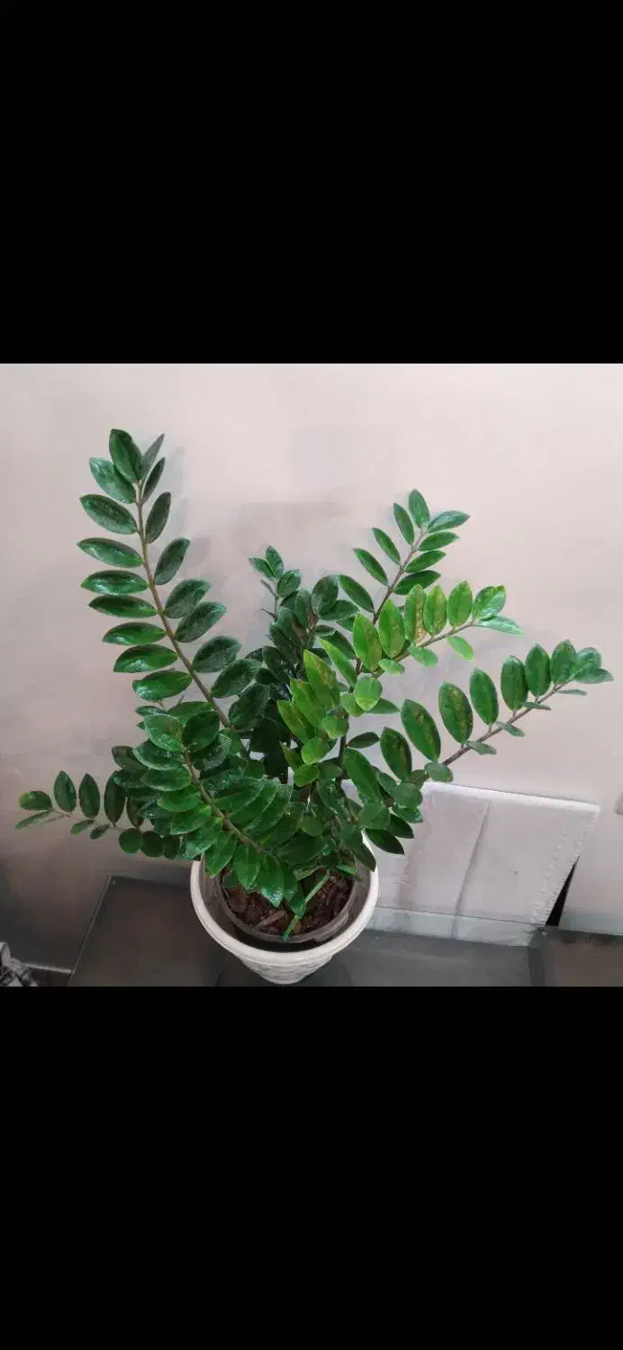 زاموفیلیا بسیار بزرگ و آگلونما زیبا هدیه روز مادر|گل و گیاه طبیعی|اصفهان, جوزدان الیادران|دیوار