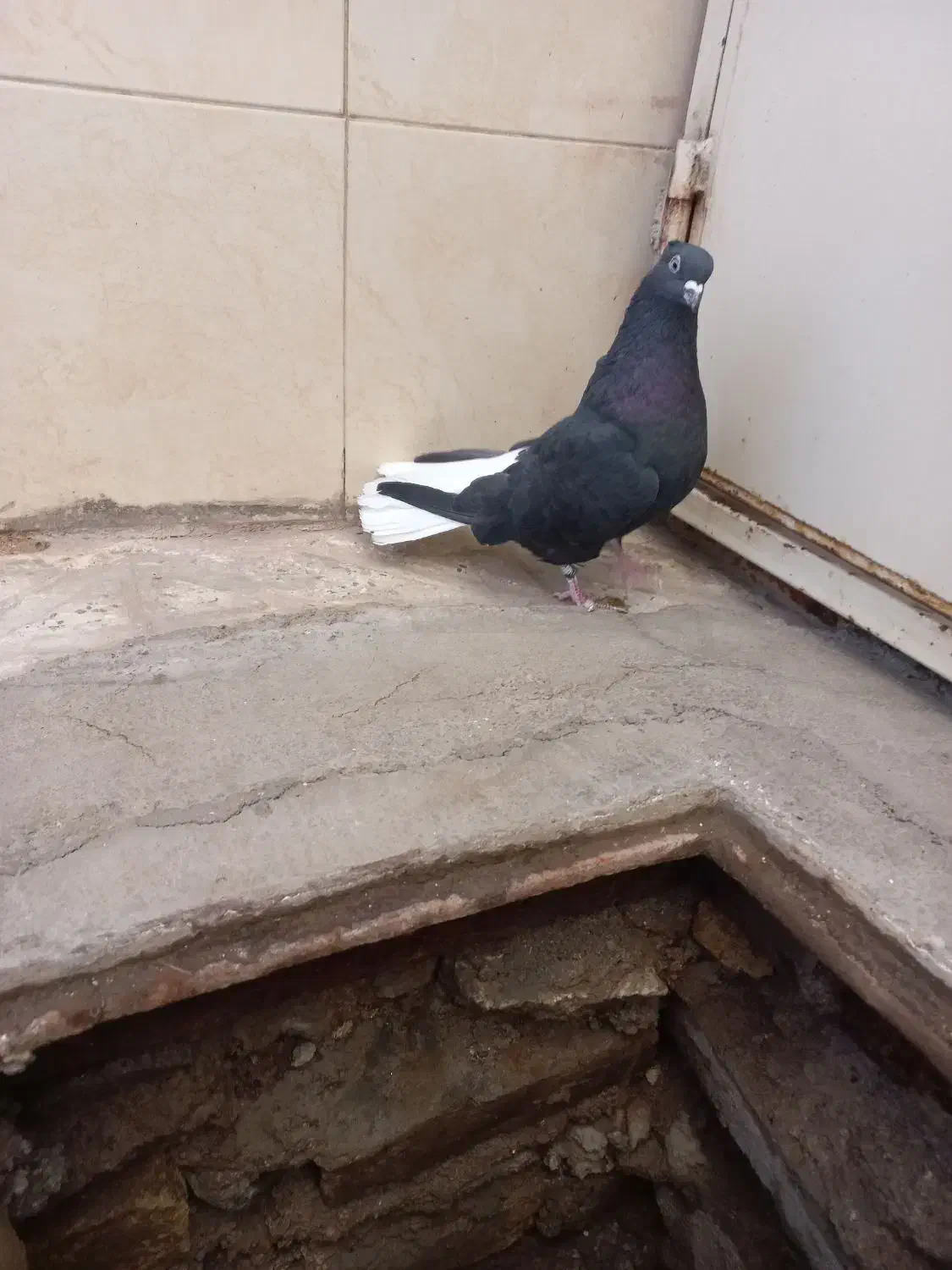 زیل دم سفید نر|پرنده|اقبالیه, |دیوار