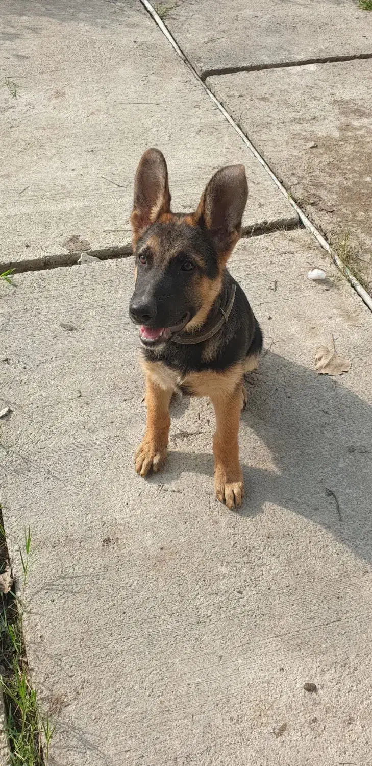 توله ژرمن|سگ|کوچصفهان, |دیوار