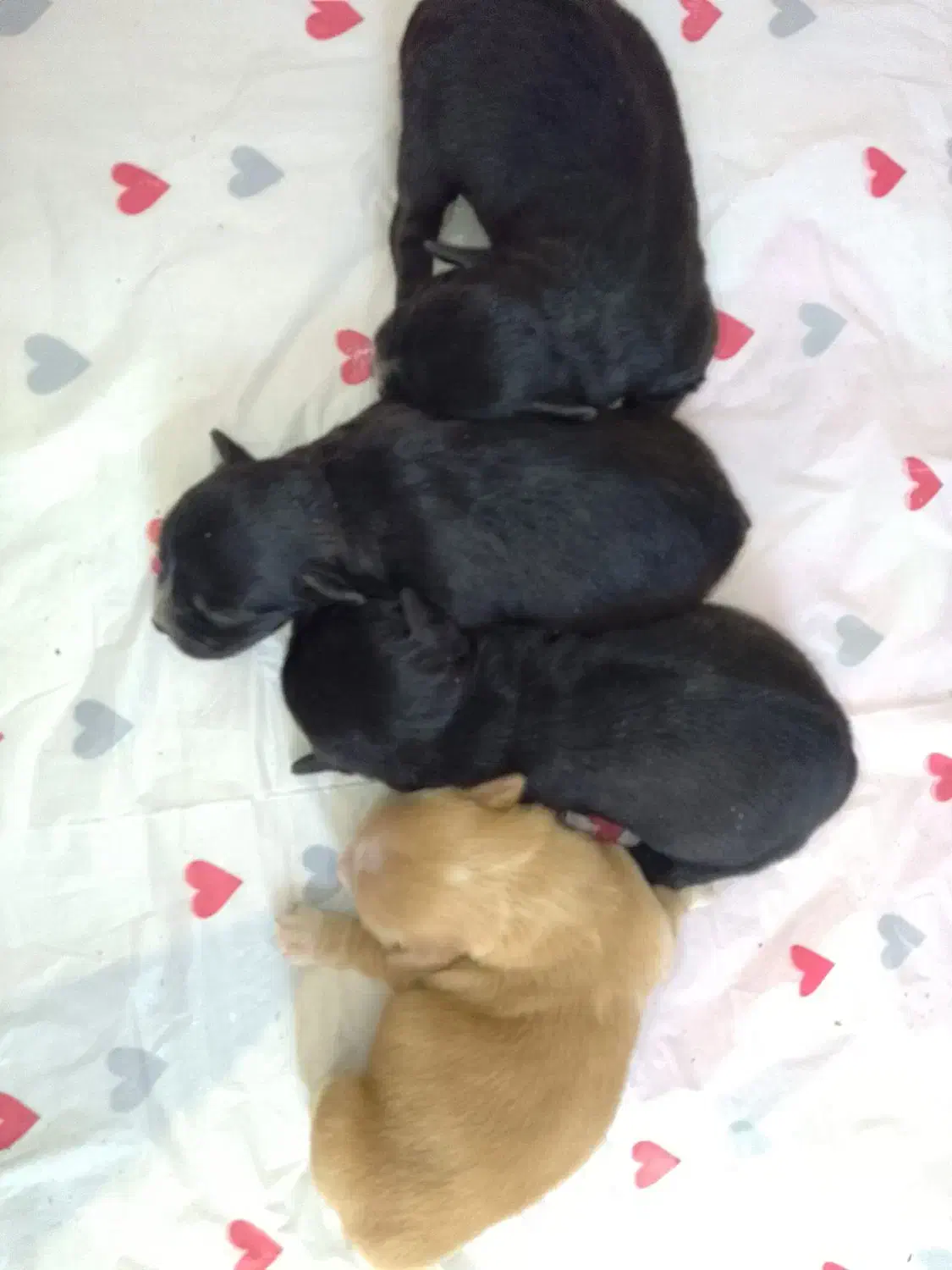 توله پامر اشپیتز|سگ|شیراز, داریون|دیوار