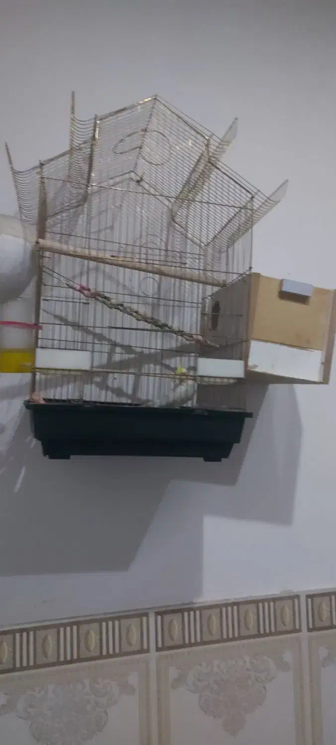 عروس هلندی نر دستی|پرنده|اسلام‌شهر, شهرک مهدیه|دیوار