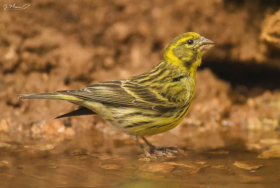 جویای اطلاعات|فعالیت داوطلبانه|شیراز, گویم|دیوار