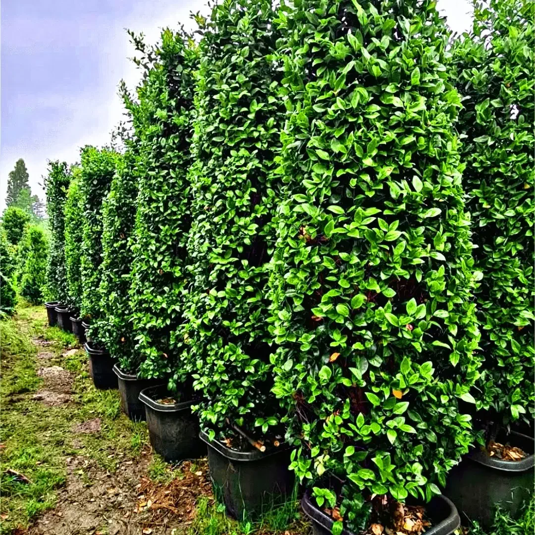 فروش یاس هلندی 2 متری|گل و گیاه طبیعی|رامسر, |دیوار