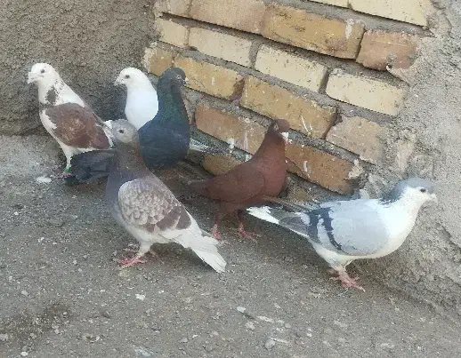 کفتر بوم|پرنده|تربت جام, بوستان وحدت|دیوار