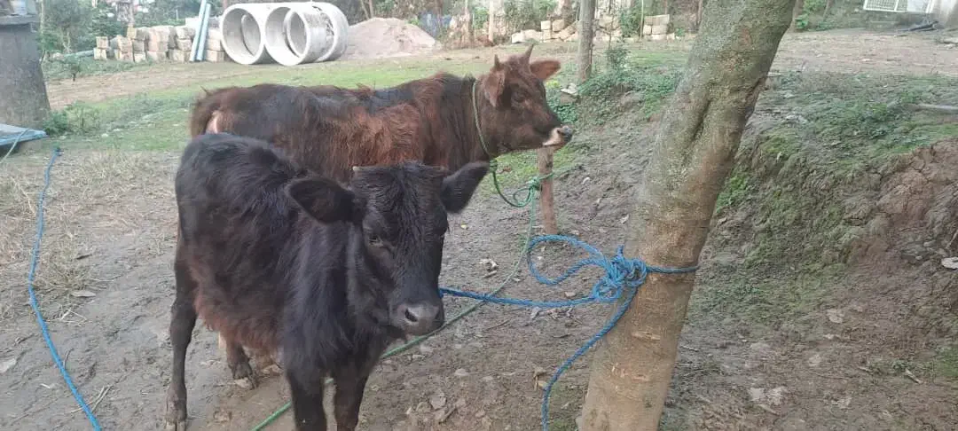 گاو|حیوانات مزرعه|رشت, کوی مهر|دیوار