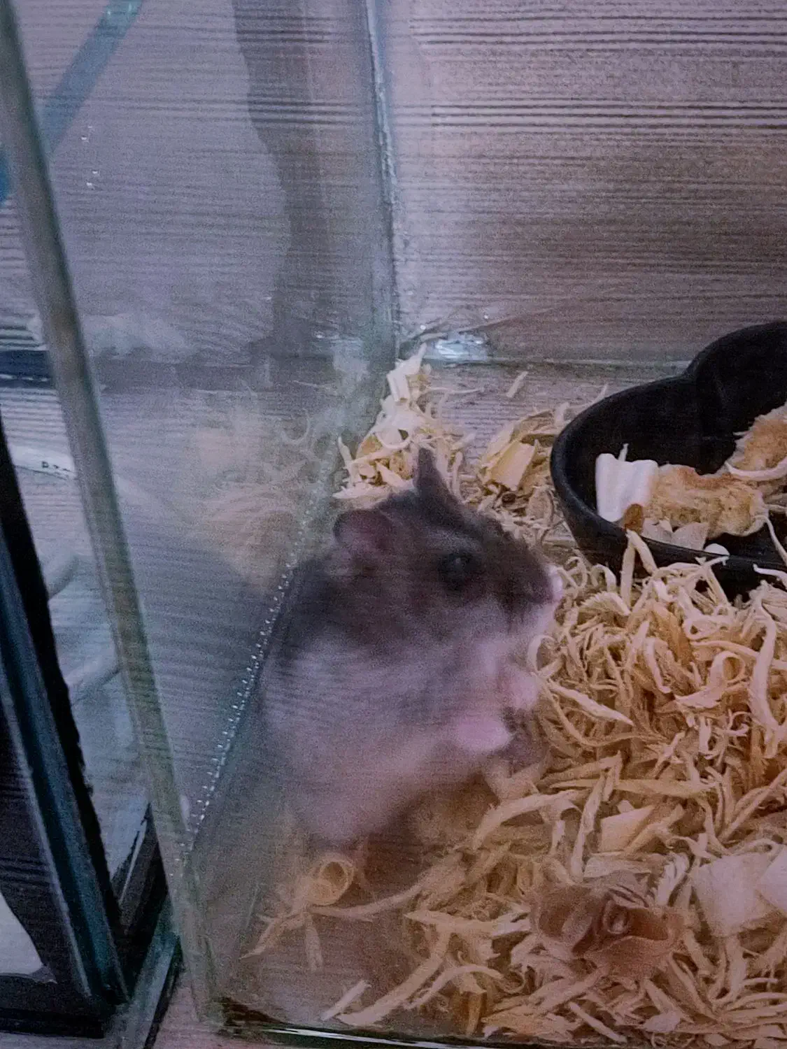 ۲ عدد همستر مینیاتوری نرو ماده|موش و خرگوش|رشت, دیانتی|دیوار