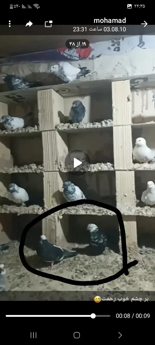 کفتر کبوتر|پرنده|نسیم‌شهر, |دیوار