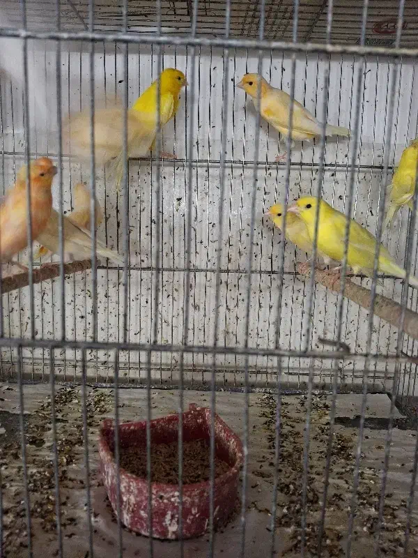 قناری|پرنده|قم, زنبیل آباد|دیوار