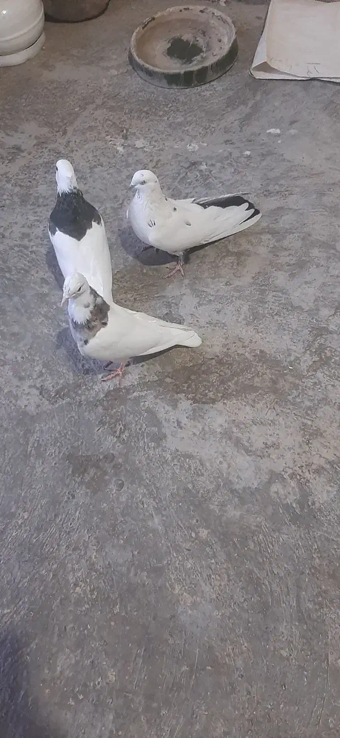 کفتر طوقی وتکدم|پرنده|کبودرآهنگ, |دیوار