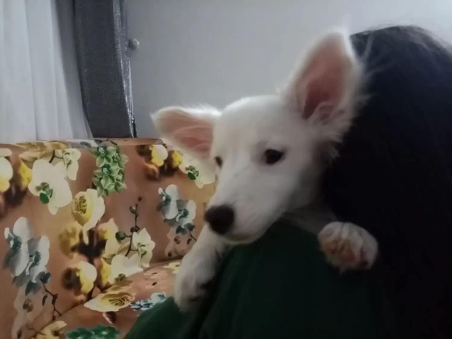 سگ بازیگوش|سگ|نیشابور, دارایی|دیوار