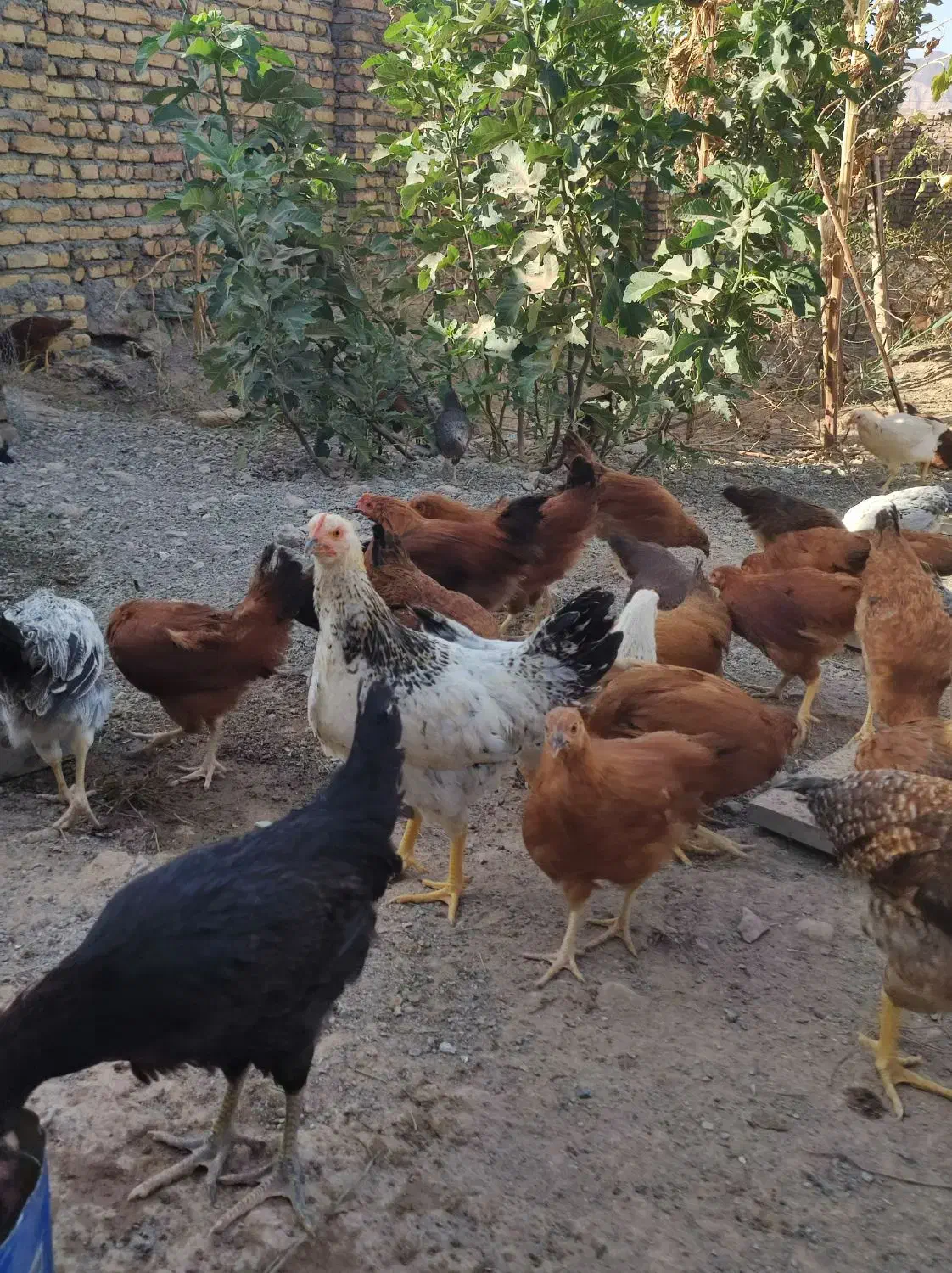 جوجه مرغ و خروس دولت آباد زاوه|حیوانات مزرعه|تربت‌حیدریه, رضاشهر|دیوار