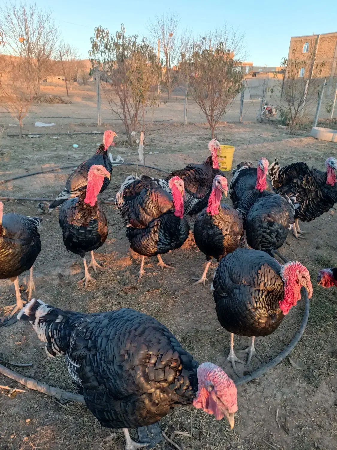 فروش بوقلمون برنزی گوشتی محلی|حیوانات مزرعه|سنقر, |دیوار