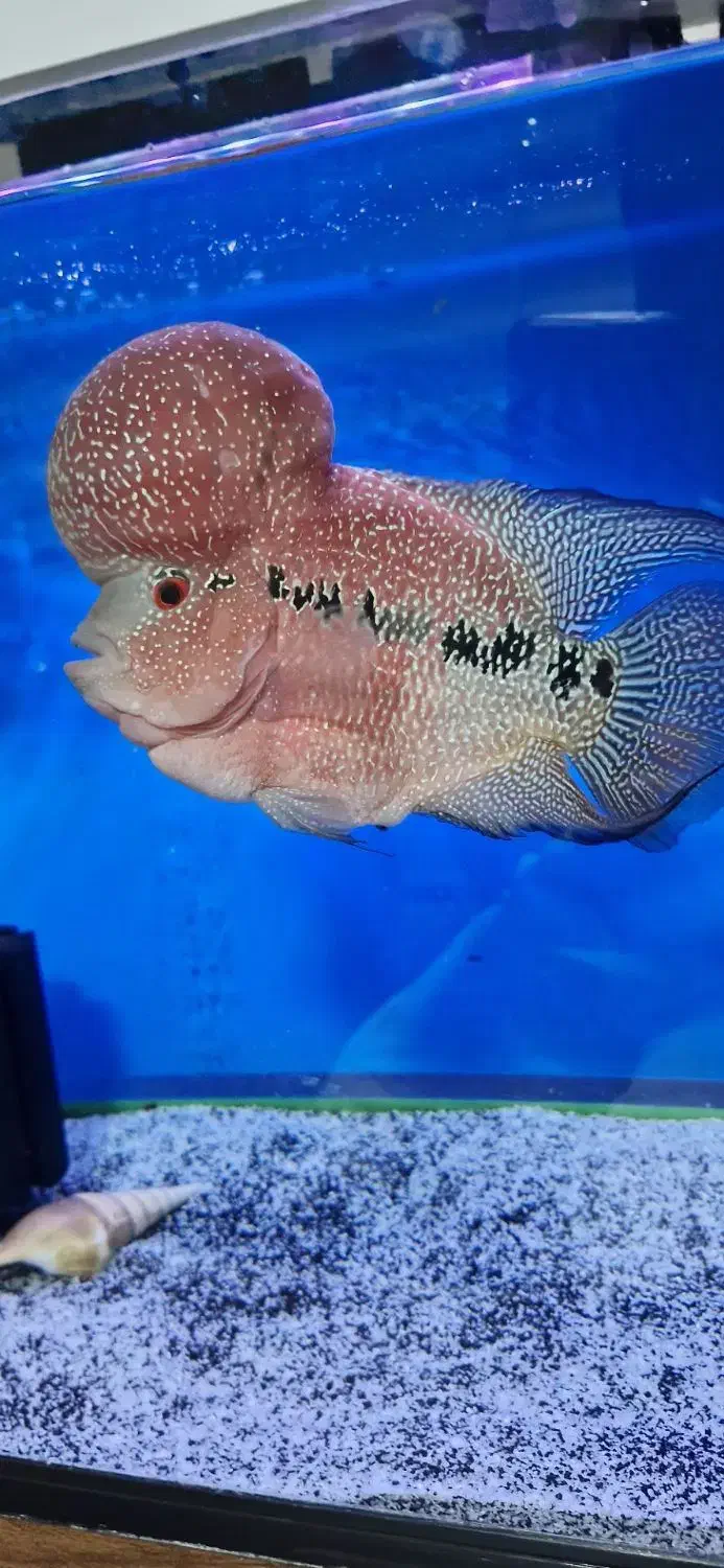 ماهی فلاور گرید AA|ماهی|تبریز, |دیوار