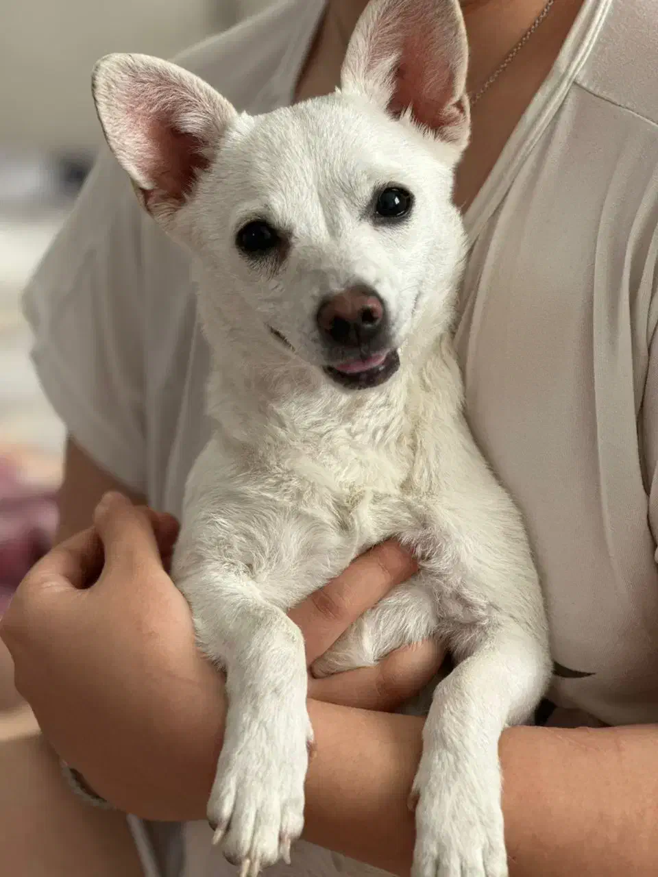 واگذاری سگ|سگ|فولادشهر, C1|دیوار